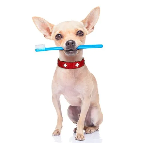 Inexpensive dog best sale teeth cleaning