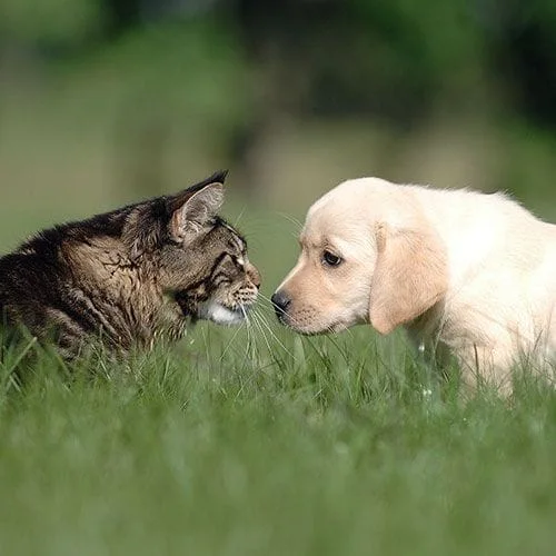 Puppy and Kitten Care