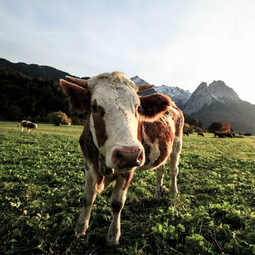 Countryside Veterinary Hospital - Veterinarian in Wabash, IN