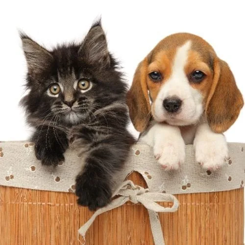 puppy and kitten in basket