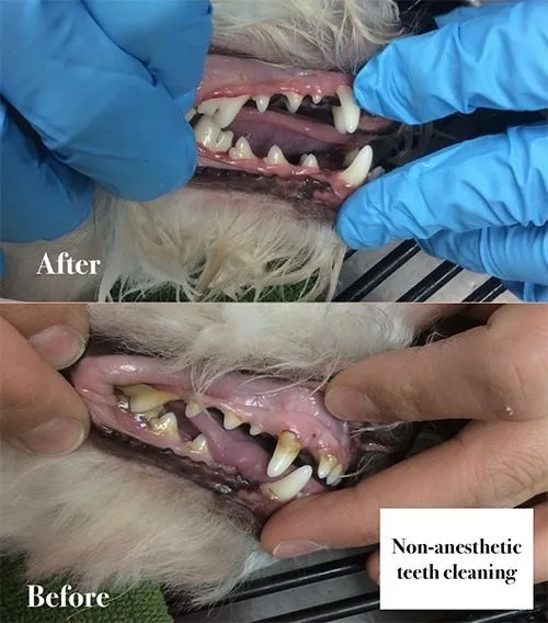 Before & After Pet Dental Care in Lexington, Kentucky (KY)