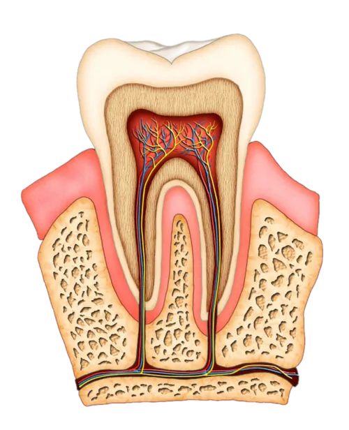 Root Canal Scarborough