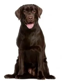 older black lab waiting to be seen at TLC for Pets