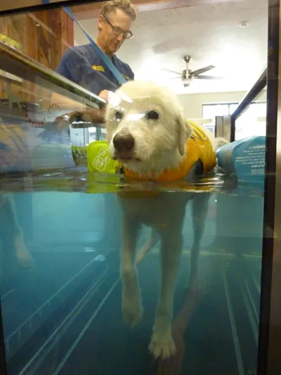 dog in underwater treadmill