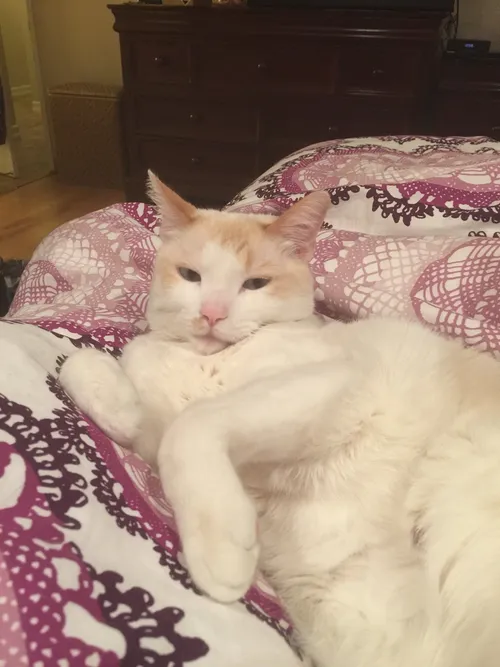 domestic shorthair cat