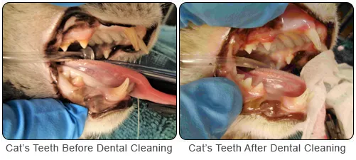 Cat Dental