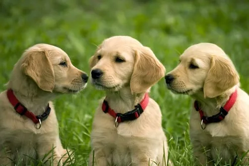 three puppies sitting on grass