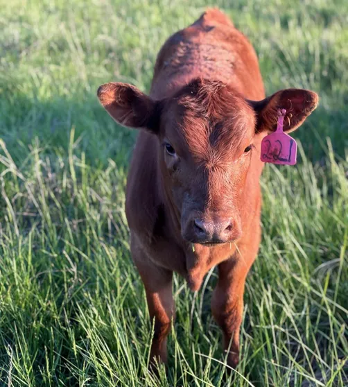 calf