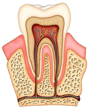 illustration of interior of molar tooth showing roots, tissue, nerves and root canals Marysville, OH dentist
