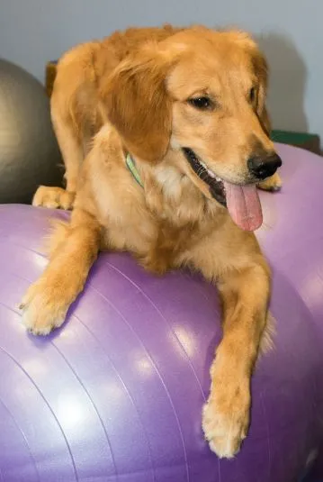 image of a golden retriever