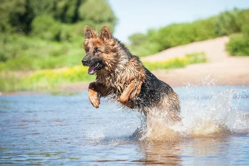dog practicing hydrotherapy in the water