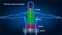 spine