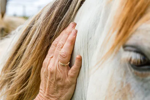 Older horse getting petted