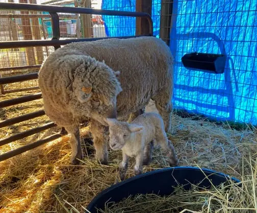 ewe and lamb