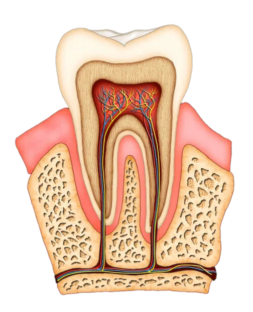 Root Canal Treatment Stamford