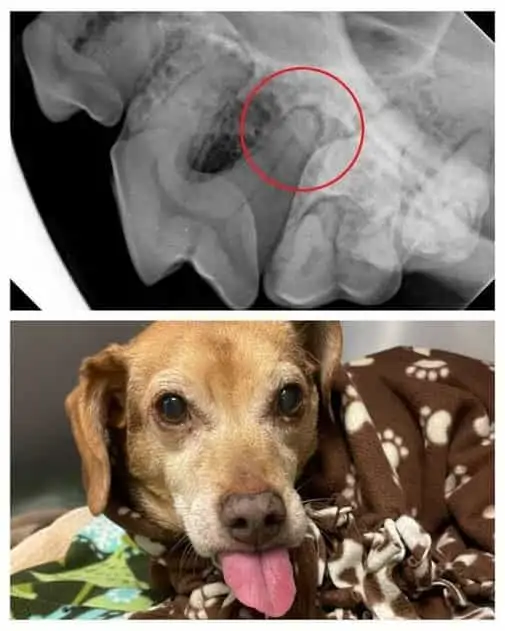 Infected Canine Tooth Root