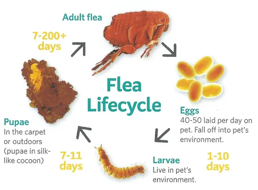 Flea Life Cycle