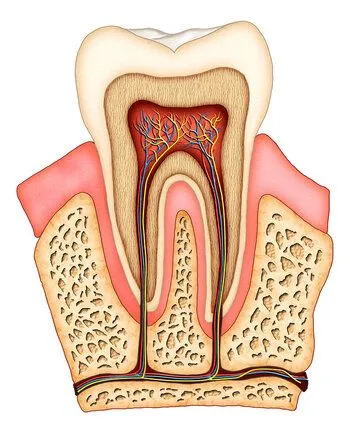 illustration of interior of tooth showing tissue, nerves and root canals Pittsburgh, PA endodontics