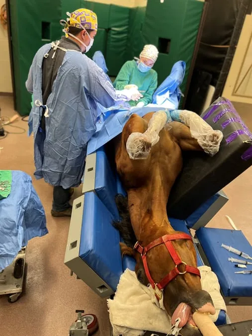 horse on surgical table