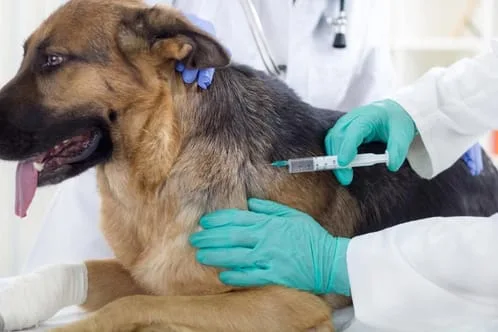 a dog getting anesthesia