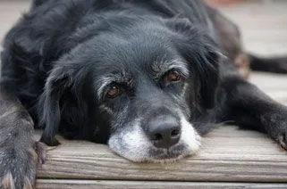 Ferreira Animal Hospital Offers Senior Pet Care