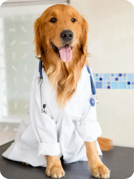 Dog doctor