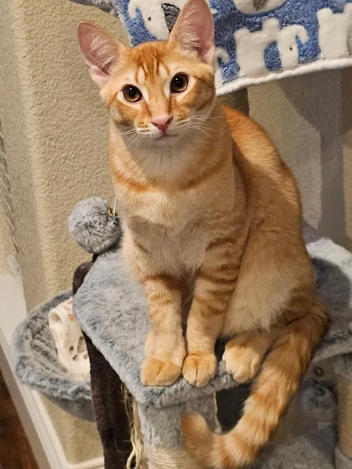 male orange tabby cat