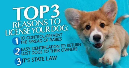 do you have to get your dog licensed