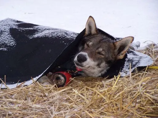 sled dog under blanket