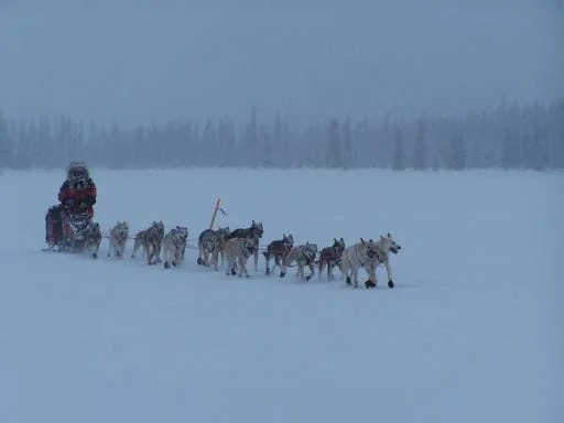 sled dog team in snow