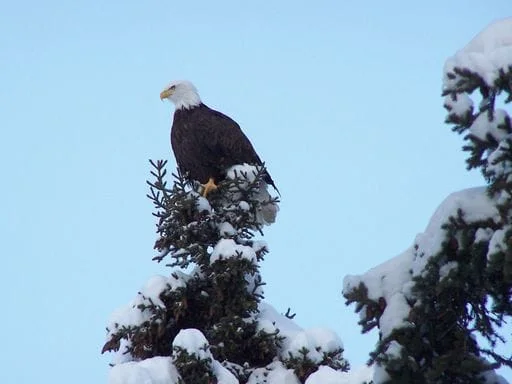 eagle on snowy tree