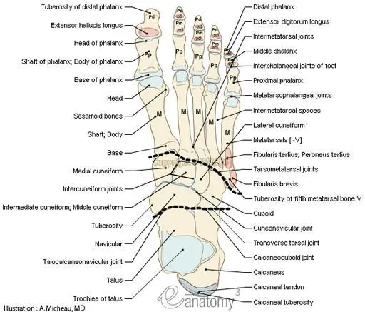 foot-anatomy-eric-thuen-dpm-facfas-oceanside-ca-podiatrist