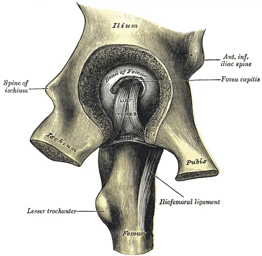 Gray's Anatomy illustration of the hip joint, side view. Chiropractor NYC for chronic hip pain treatment in New York City