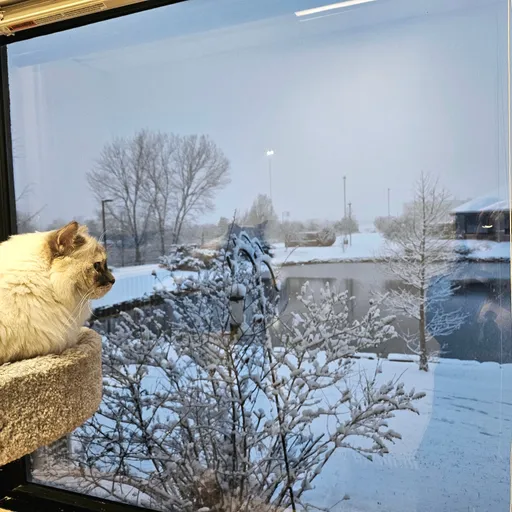 Cat Room View