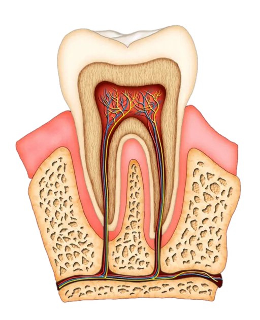 Root Canal Therapy Kitchener ON