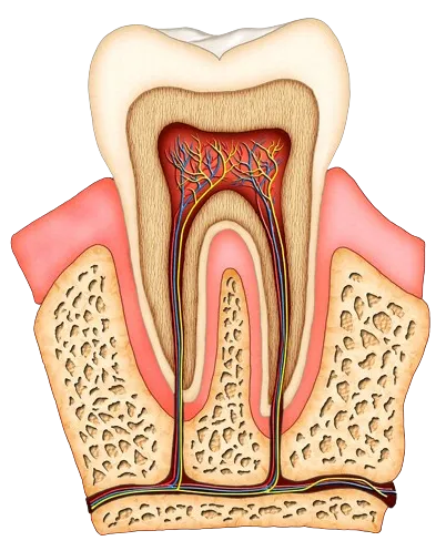 illustration of interior of molar tooth showing tissue, nerves and root canal San Marcos, CA dentist