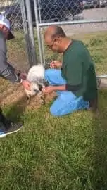 Dr. Walker vaccinating a goat