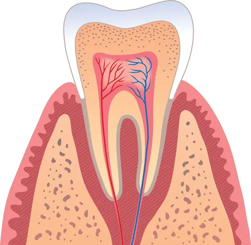 illustration of tooth interior showing roots, nerves and root canals Sachse, TX dentist