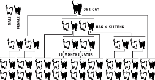 Feline Population Pyramid
