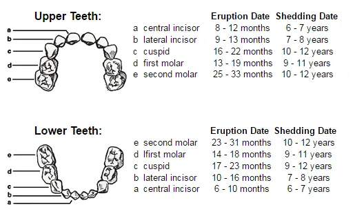 Children's Dentistry Ajax