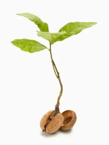 acorn_sprout.jpg