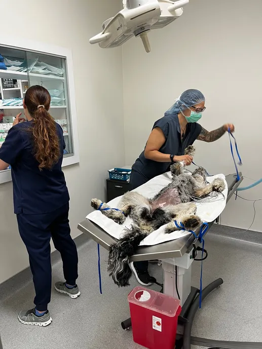 surgery
