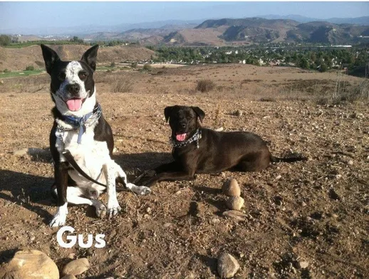 Australian Cattle Dog