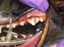 Dental_dog_mouth.jpg