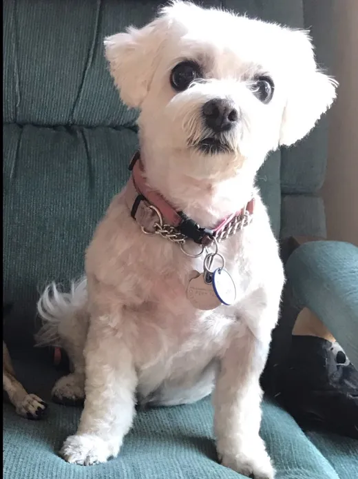 white cockapoo