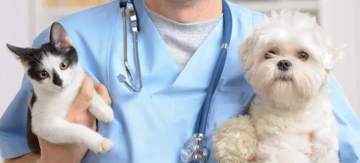Pet surgery 