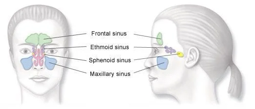 A diagram of the human sinuses.