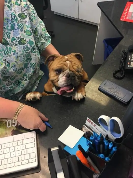 bulldog receptionist