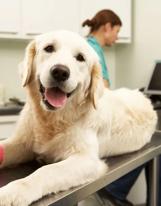 Ashworth Road Animal Hospital