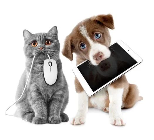 Dog & Cat for App